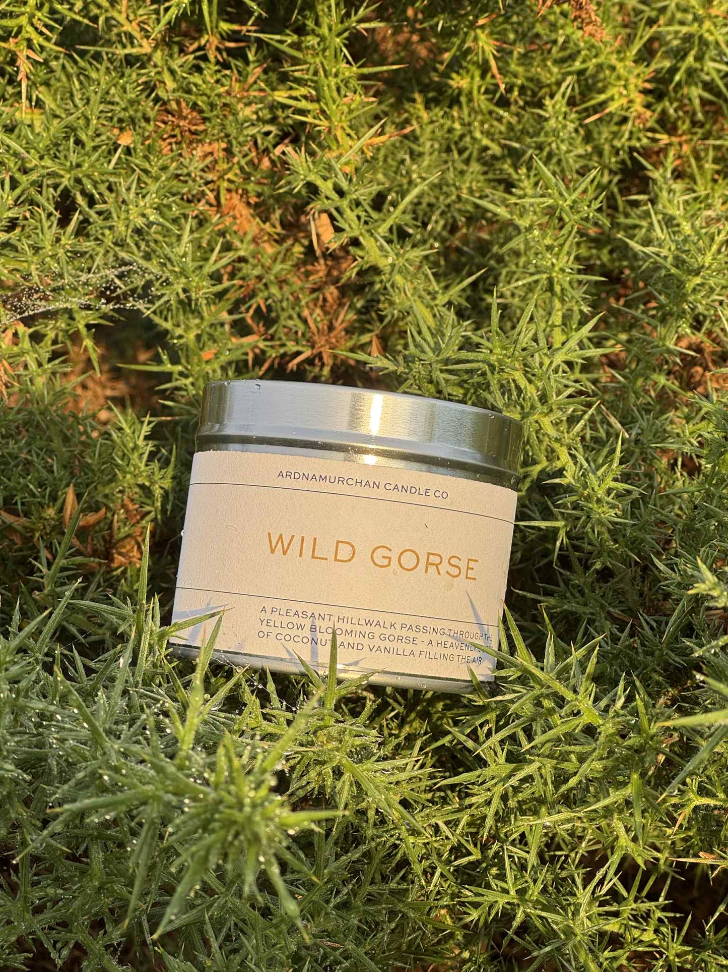 Wild Gorse