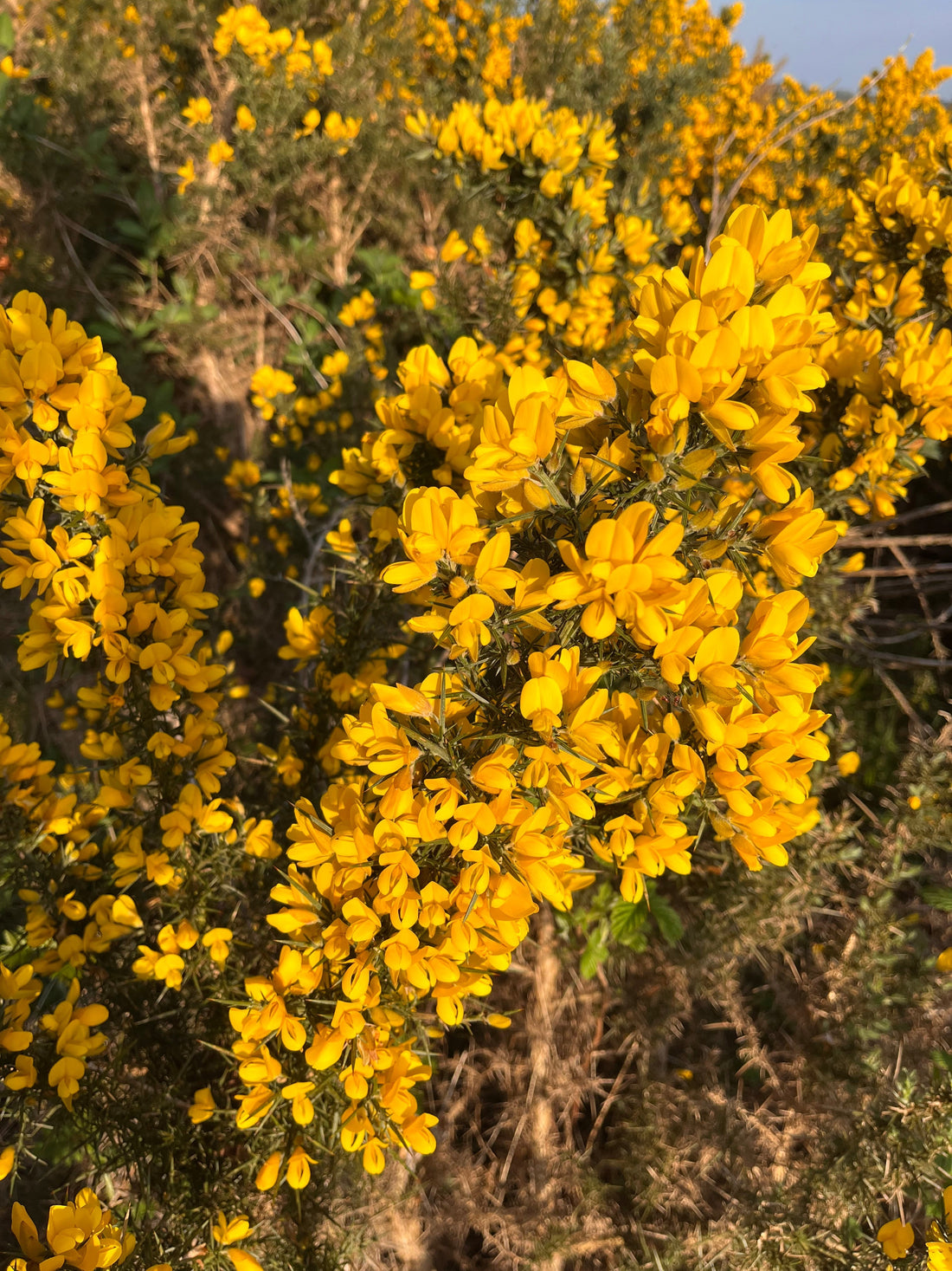 Why we made a Wild Gorse scented candle