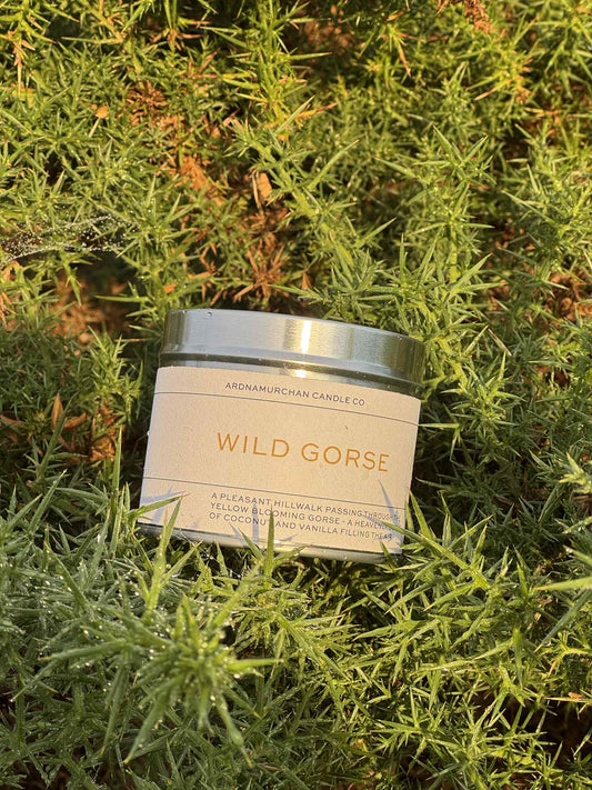 Wild Gorse